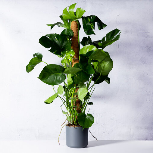 Gatenplant op stok